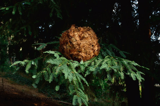 Afternoon, Kensington, California. Dry redwood twigs with needles, woven into a ball, resting on a branch of the redwood tree from which they fell. I start with three twigs wrapped onto each other, holding each other in place. As I build, loose ends keep springing out, and the ball bulges and tries to explode. Each twig added holds other twigs in place, and depends on others to hold it in place. 2004.