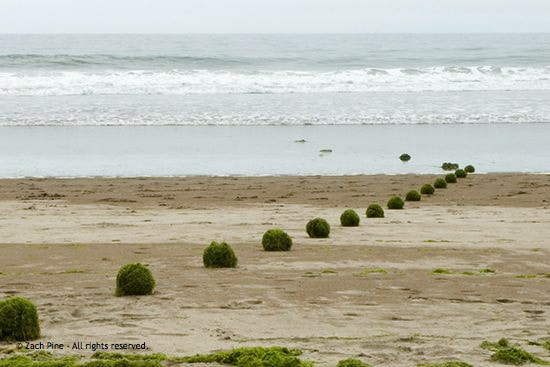 Noon, Stinson Beach, California. Seaweed balls placed in a line at low tide. The tide comes in, engulfing and washing them away. 2006.
