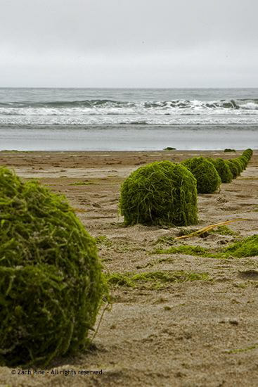 Noon, Stinson Beach, California. Seaweed balls placed in a line at low tide. The tide comes in, engulfing and washing them away. 2006.