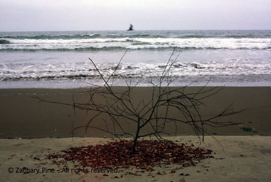 Afternoon, Stinson Beach, California. Driftwood branch, leaves, tide. I find a branch with leaves attached, left by the outgoing tide, standing like a tree growing from the sand. I pluck the leaves and let them fall. The tide comes in, taking the leaves. The branch will also soon be taken. 2004.