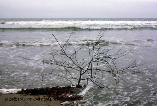 Afternoon, Stinson Beach, California. Driftwood branch, leaves, tide. I find a branch with leaves attached, left by the outgoing tide, standing like a tree growing from the sand. I pluck the leaves and let them fall. The tide comes in, taking the leaves. The branch will also soon be taken. 2004.