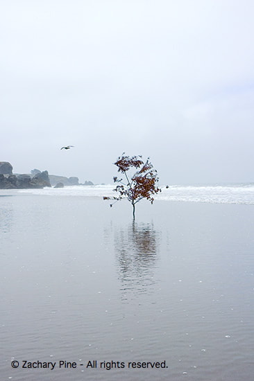 Afternoon, Stinson Beach, California. Driftwood tree branch, planted in the sand at low tide, as if it were a tree. As the tide comes in, a reflection forms in the water. 2005.