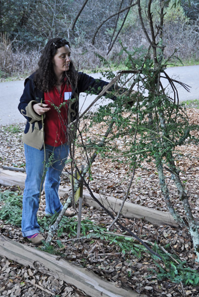 Woman standing adding green branches to an abstract sculpture made from redwood branches