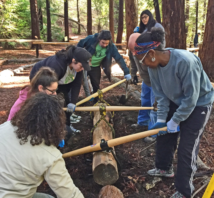 7 people using giant tongs to lower a big redwood log into the Pathway border