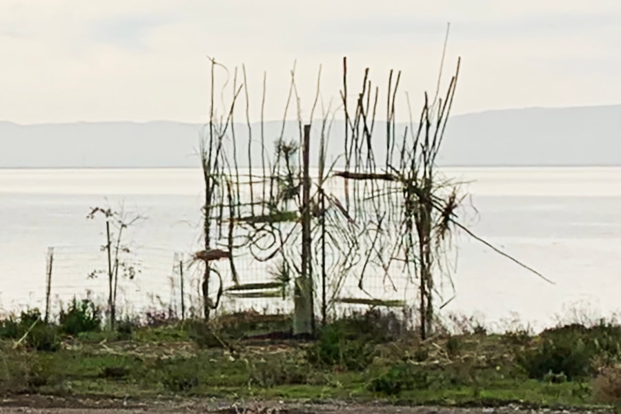 On a grassy area, with the San Francisco shoreline in the background, a lattice about 5 feet high and 10 feet wide is woven with green fennel and pampas grass leaves in abstract patterns